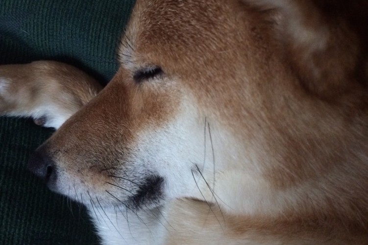 Pies Shiba Inu, czyli Najlepszy Gadżet dla Człowieka